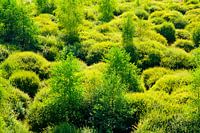 geel en groen een spel van bulten