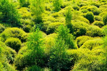 geel en groen een spel van bulten van Fred van Schaagen