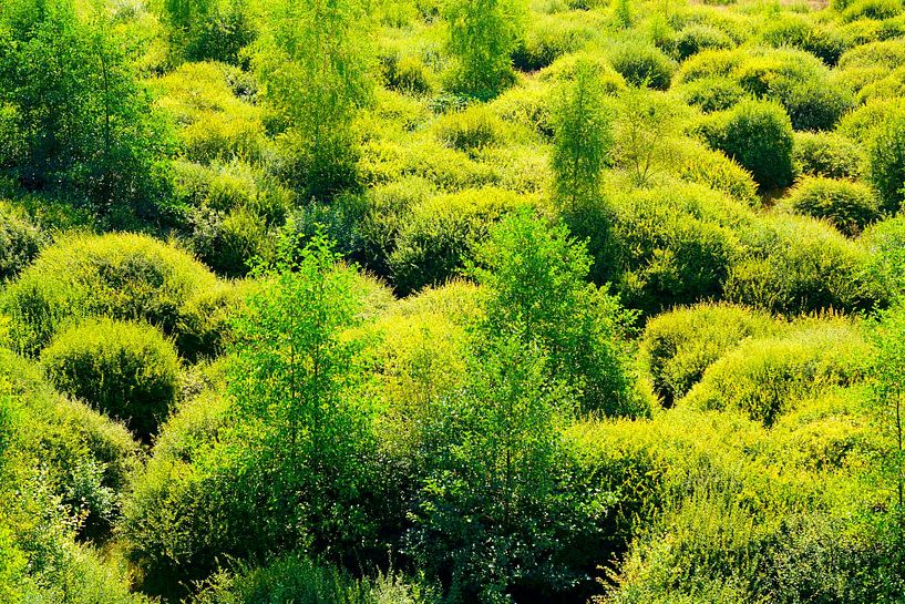 yellow and green a game of bumps by Fred van Schaagen