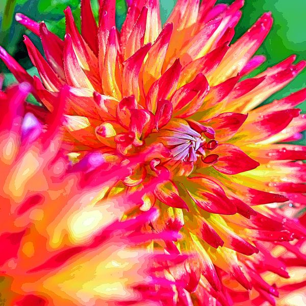 Dahlia flower by Michael Schuppich