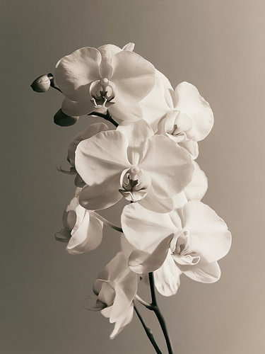 Orchidées crème tout en douceur – Art botanique élégant
