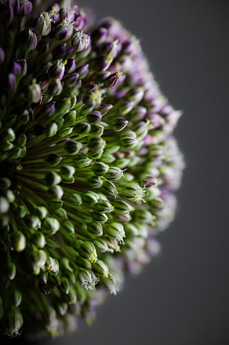 Onion