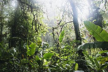 Forêt de nuages de Monteverde – La magie brumeuse du Costa Rica