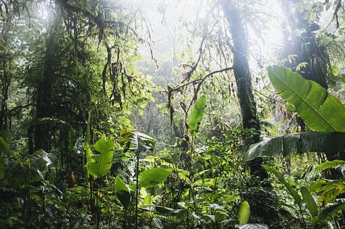 Monteverde Cloud Forest – The Enchanted Mist of Costa Rica