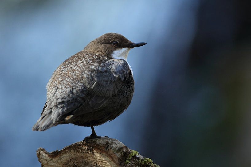 Wasseramsel Deutschland von Frank Fichtmüller