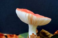 Grote paddenstoel op bedje van herfstbladeren van Mark Scheper thumbnail