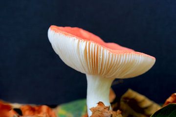 Grote paddenstoel op bedje van herfstbladeren