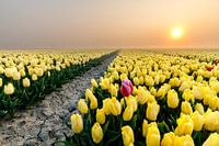 Yellow tulip field at foggy sunrise