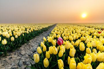Yellow tulip field at foggy sunrise