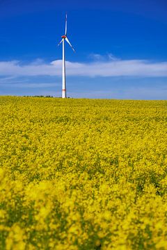 Windturbine in een geel koolzaadveld met een blauwe lucht