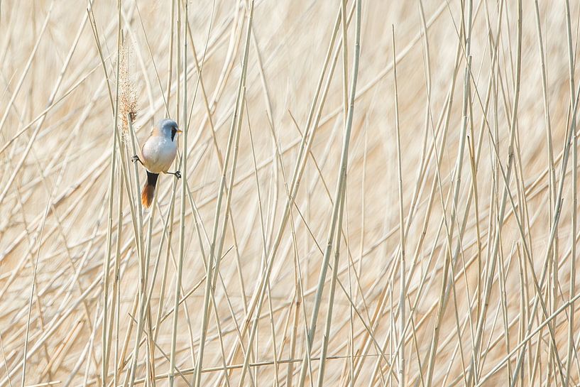 The bearded man by Danny Slijfer Natuurfotografie