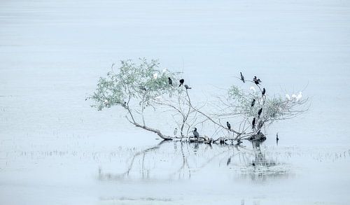 Lake Kerkini, Greece