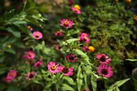 Zinnias in full bloom