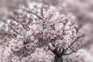 Cherry blossoms in detail
