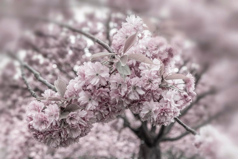 Kersenbloesems in detail van Melanie Viola