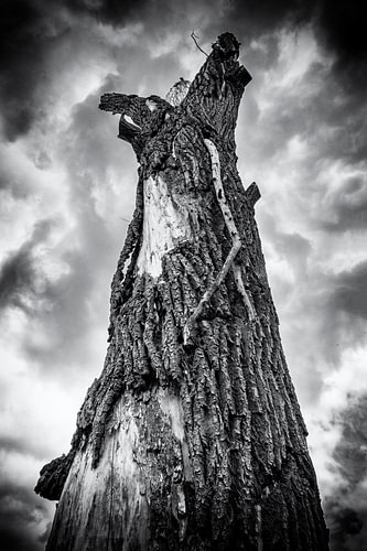 Faded glory by Jan van der Knaap
