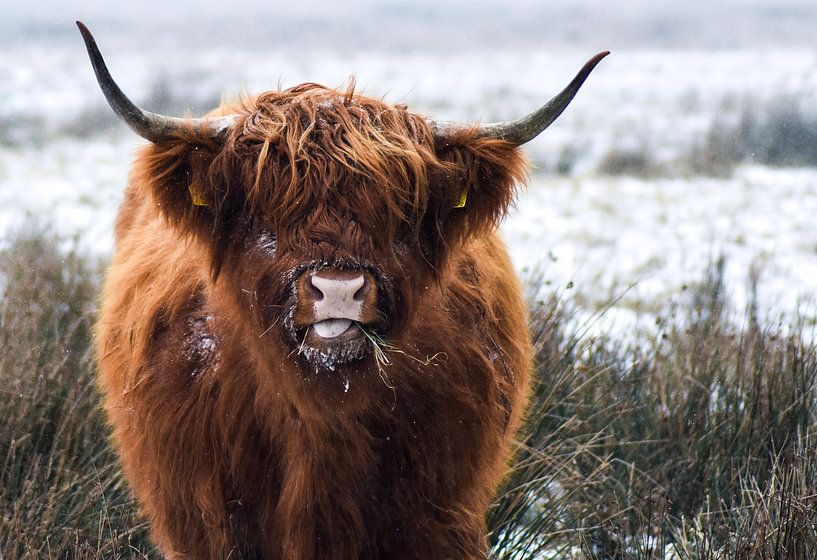 Scottish Highlander in the snow. by Esther van Engen
