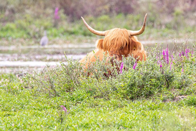 Scottish Highlander by Erwin Schenk