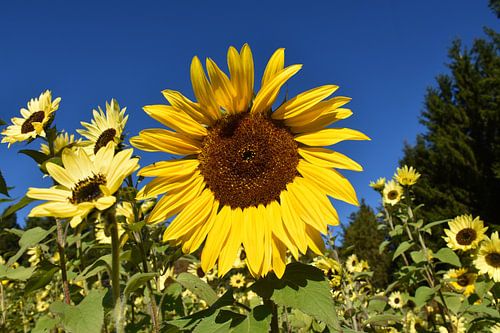 Een veld met zonnebloemen in de lente