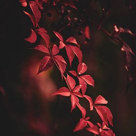 La beauté rouge de l'automne. sur Robby's fotografie