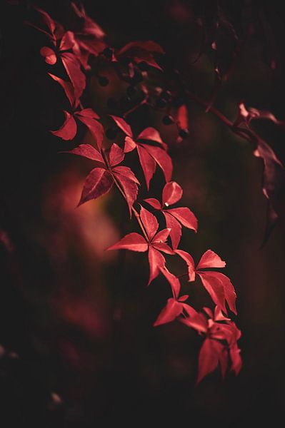 The red autumn beauty. by Robby's fotografie