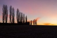 prachtige zonsopgang in Toscane bij de typische populier bomen van Kim Willems thumbnail