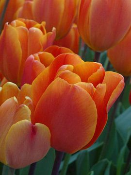 Tulp van Roy Strik