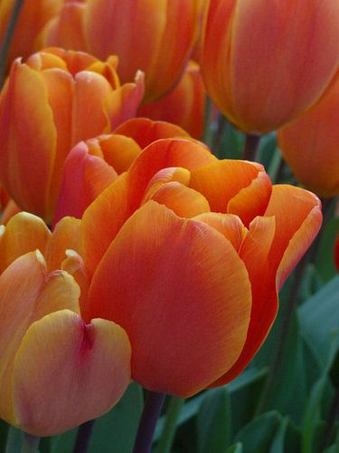 Tulp