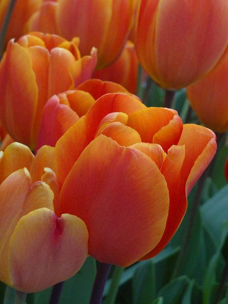 Tulip by Roy Strik