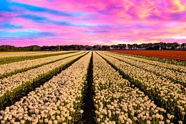 Champs de tulipes aux Pays-Bas