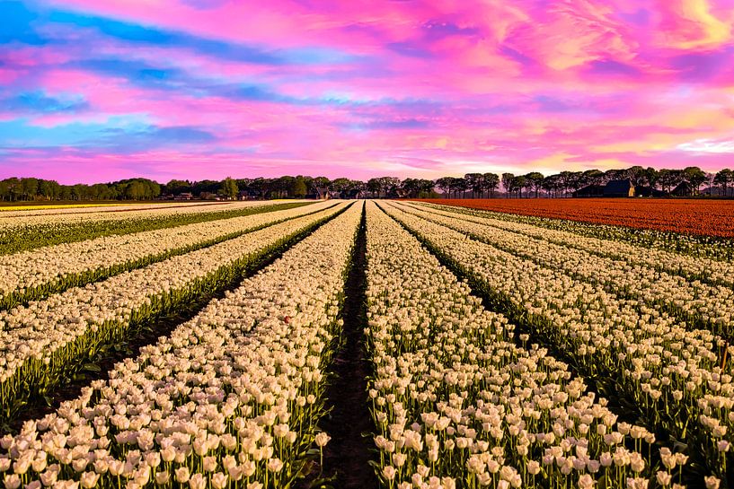 Tulip fields in the Netherlands by Gert Hilbink