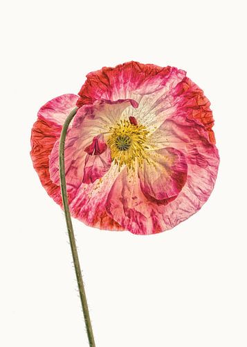 Rariteitenkabinet_Klaproos_04