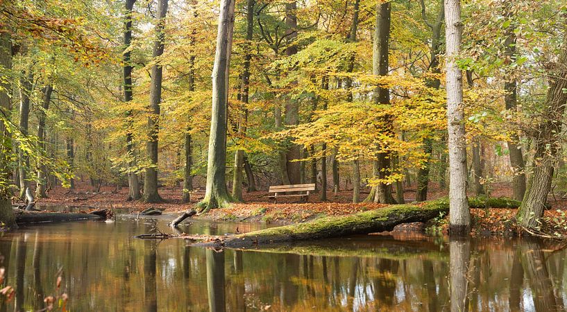 Das Bächlein Leuvenum im Nebel und in den Herbstfarben! von Peter Haastrecht, van