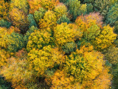 Herfstbos met kleurrijke bladeren van bovenaf gezien