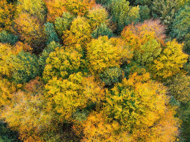 Forêt d'automne avec des feuilles colorées vues d'en haut par Sjoerd van der Wal Photographie