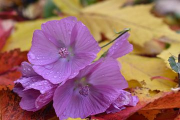 Wild purple flowers in autumn by Claude Laprise