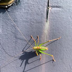 Grasshopper von Nico Feenstra