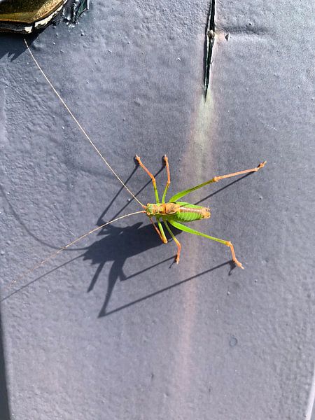 Grasshopper by Nico Feenstra