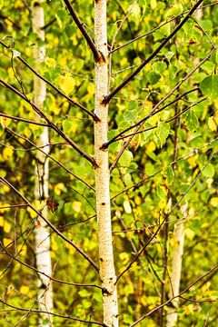 Young birches by Dieter Walther