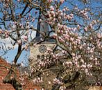 De kerk van Simpelveld met op de voorgrond een bloeiende Magnolia van John Kreukniet thumbnail
