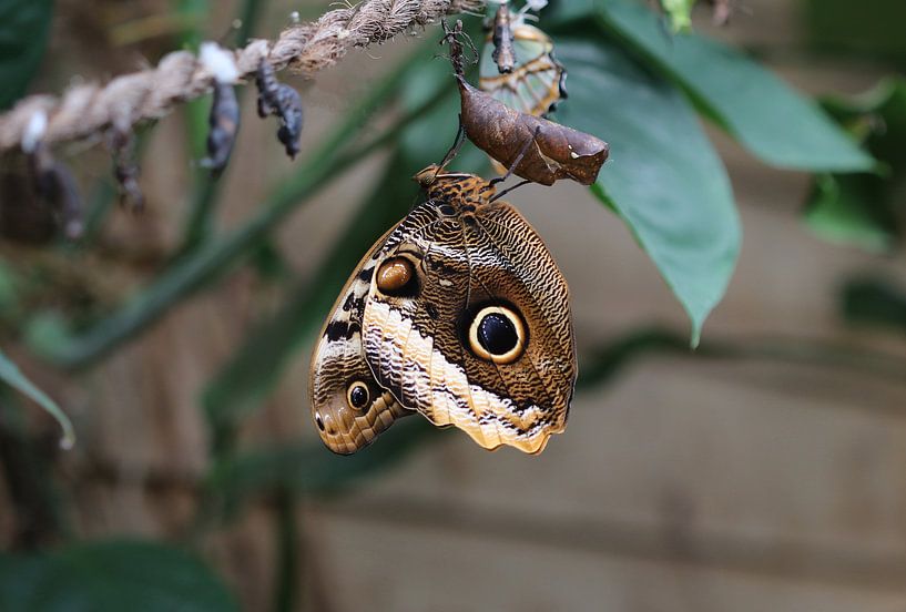 Papillon de banane par Matthias Brix