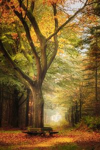 Bank im Wald im Herbst