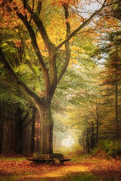 Bankje in het bos in de herfst van KB Design & Photography (Karen Brouwer)