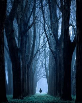 The Enchanted forest van Niels Tichelaar