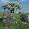 Megalithic tomb in Nobbin on Rügen, Baltic Sea,MVP,Germany by Peter Eckert