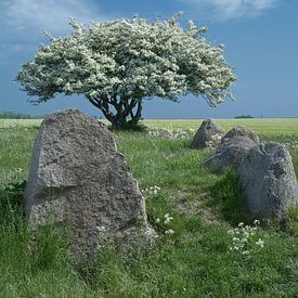 Tombe mégalithique à Nobbin sur Rügen, mer Baltique,MVP,Allemagne sur Peter Eckert