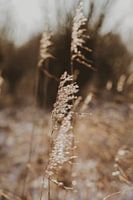 Reed