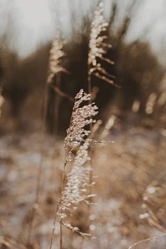 Riet van Amber den Oudsten