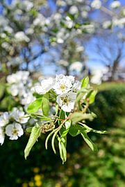 Apple tree in bloom