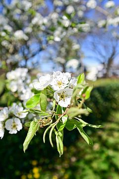 Pommier en fleurs sur Theo Groote